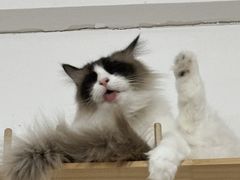 -李小姐の猫咖啡馆(五角场店)