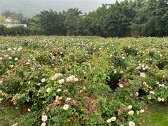 -亚龙湾国际玫瑰谷