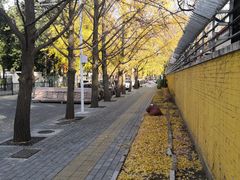 -三里屯东五街银杏大道