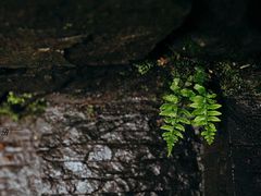 -石台牯牛降景区