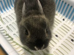 -藦茜花园宠物主题亲子互动体验馆(国顺东路店)