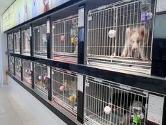 -翊宠yipet猫狗购宠庄园犬舍•猫舍