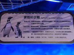 -萌宠奇缘