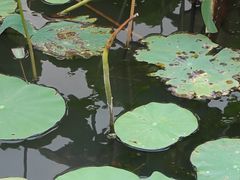 -南翔镇银翔湖公园