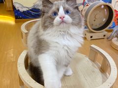 -猫にゃん · 猫的隐藏屋猫咖(麦地旗舰店)