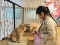 -柴迷FANS CLUB·柴犬狗咖·猫咖