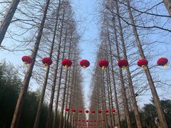 -黄海国家森林公园