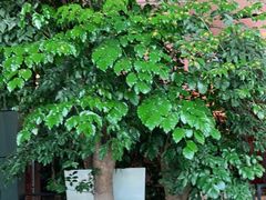 -长沙北辰洲际酒店-兰调全日餐厅