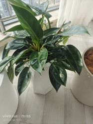 -HEYAN荷妍专业脱毛连锁机构