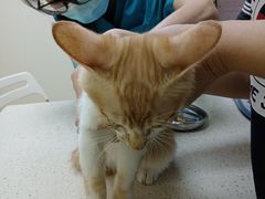 -芭比堂动物医院广州顽皮分院