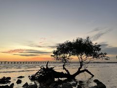 -宝安西湾红树林湿地公园