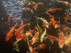 -华庭苑农家乐(旺山店)