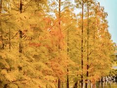 -白鹭湾湿地公园