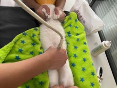 -伟伟宠物医院·CT影像中心·瑞派犬猫综合性门诊(汉口总院)