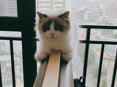 -喵园·猫主题咖啡厅·撸猫·猫咖(国贸店)