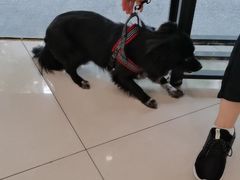-艾贝尔宠物医院 ·中兽医·宠保定点(北门桥店)