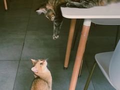 -吉丁鸟咖·异宠·寄养