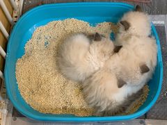 -猫十亿·布偶金渐层·曼基康矮脚猫舍(青年路店)