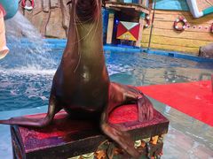 -烟台海昌鲸鲨海洋公园