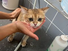 -宠颐生动物医院·心脏科·保险定点(锦阳分院)