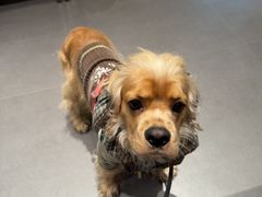 -华冠悠岚·庭院餐厅(青城后山店)