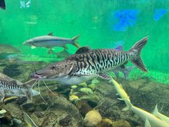 -太平洋海底世界