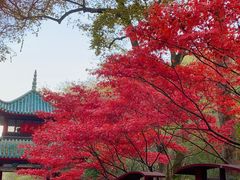 -岳麓山风景名胜区