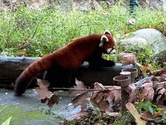 -都江堰中华大熊猫苑