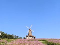 -大塘金香草谷