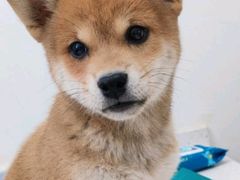 -心仪动物医院·牙专科·肿瘤·心脏科(西客站院)