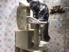 -猫小院猫主题餐厅(三里屯店)
