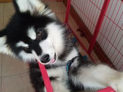 -菲丽丝宠物医院·24小时·猫科中心·免疫点(淮海分院)