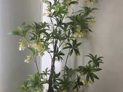-小隐·采耳头疗spa(环宇城店)