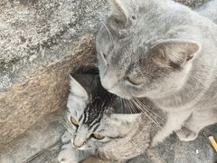 -猫岛主趣味餐厅(鼓浪屿店)