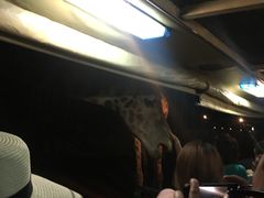 -清迈夜间动物园