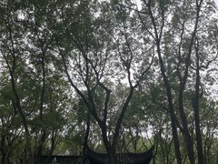 -上海佘山国家森林公园天马山园