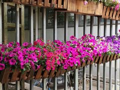 -双季花艺园艺市场(浦东店)