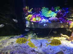 -太平洋海底世界博览馆·展览厅