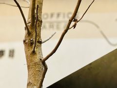 -桉树林A coffee 森林餐厅(三圣乡店)