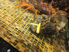 -海鲜e族(马王堆店)