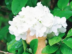 -上海滨江森林公园