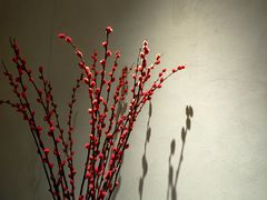 -长春藤咖啡(北园店)