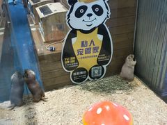 -龟与熊猫宠物公园(南坪店)