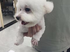 -安安宠医宠物医院·异宠·犬猫内科(岳阳分院)