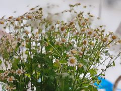 -万卉源鲜花店(百尚生活广场店)