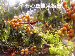 杏-开心庄园