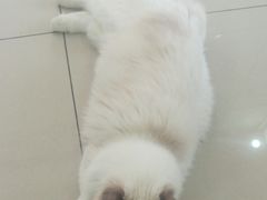 -鼓捣猫呢主题猫咖店