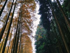 -山王坪喀斯特国家生态公园