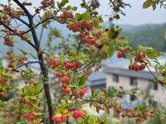 -妙峰山风景名胜区