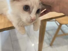 -楼上猫咖(罗湖店)